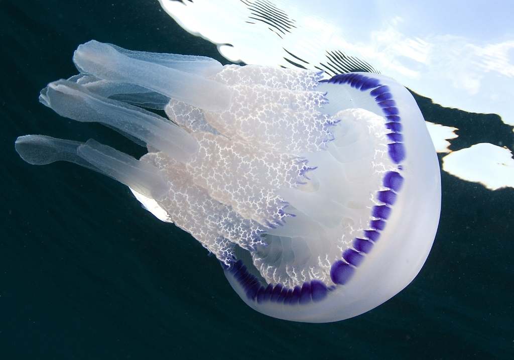 Aguamala, aguaviva (Rhizostoma pulmo)