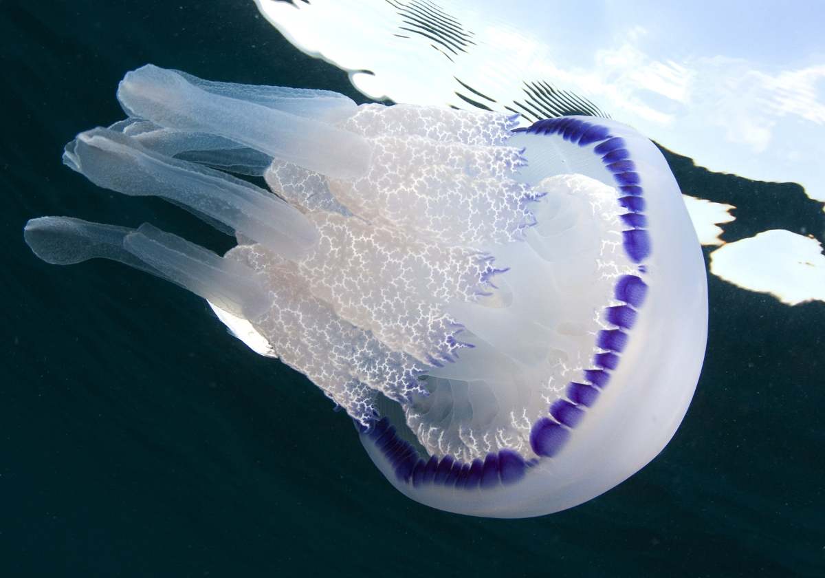 Aguamala, aguaviva (Rhizostoma pulmo)