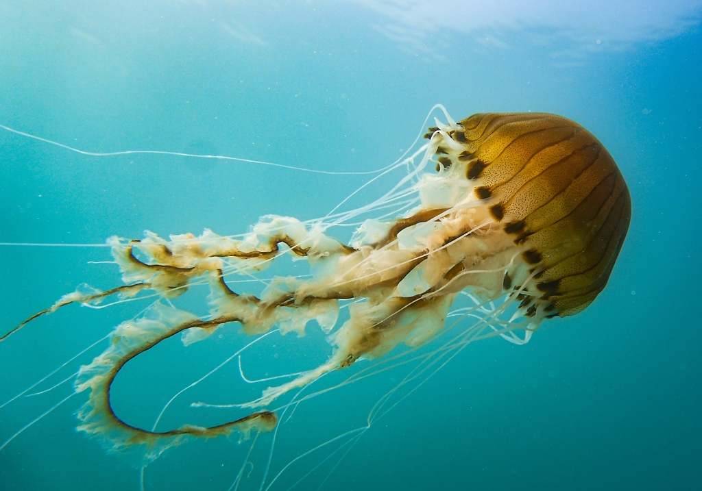 Medusa de compases (Chrysaora hysoscella)