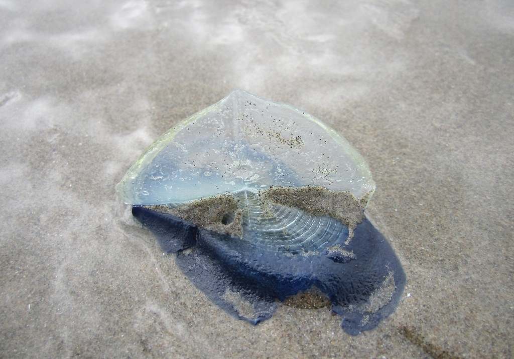 Medusa Velero (Velella velella)
