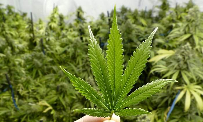 Cannabis.jpg