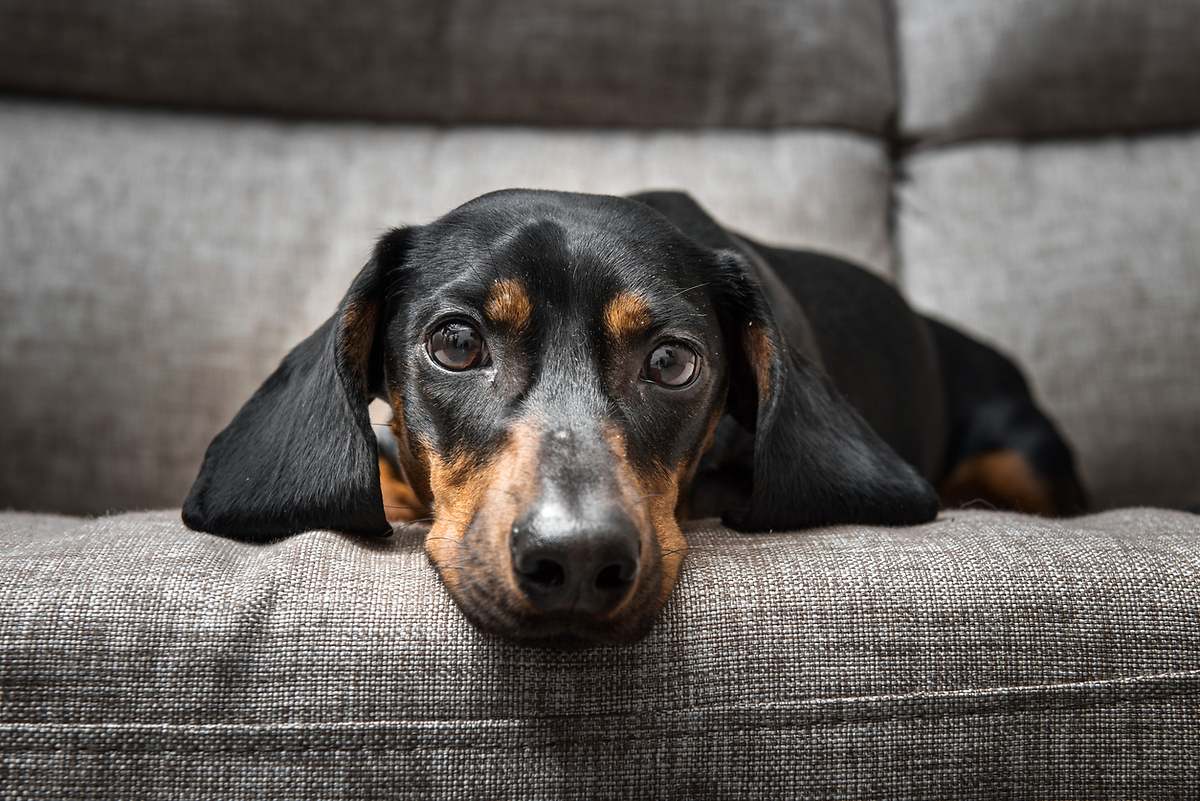 Los científicos descubren que los perros están entrando en una nueva fase de la evolución