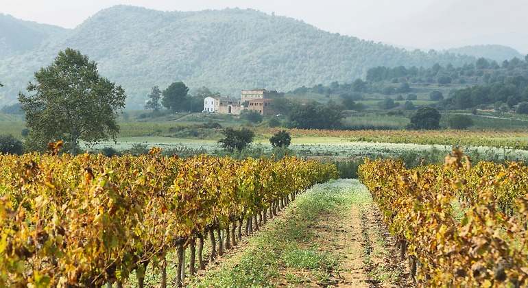 Paisaje con viñedos y fincas de otoño