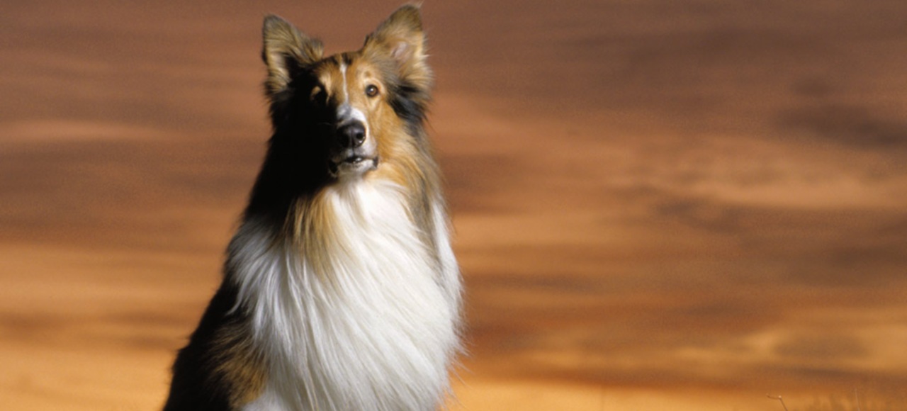 Lassie