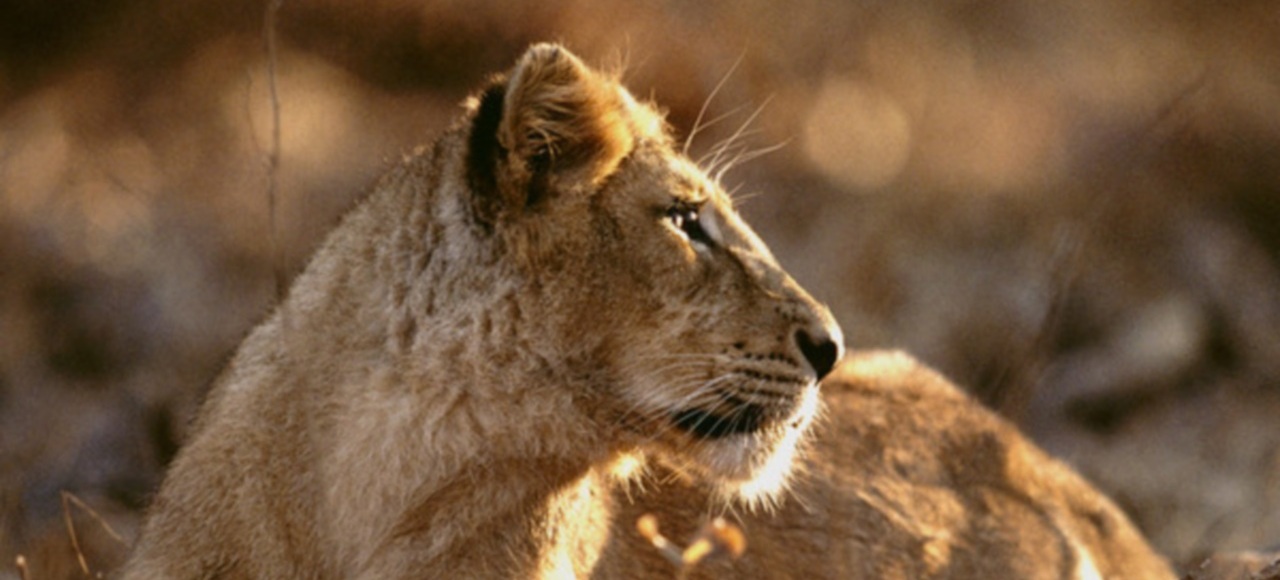 León asiático