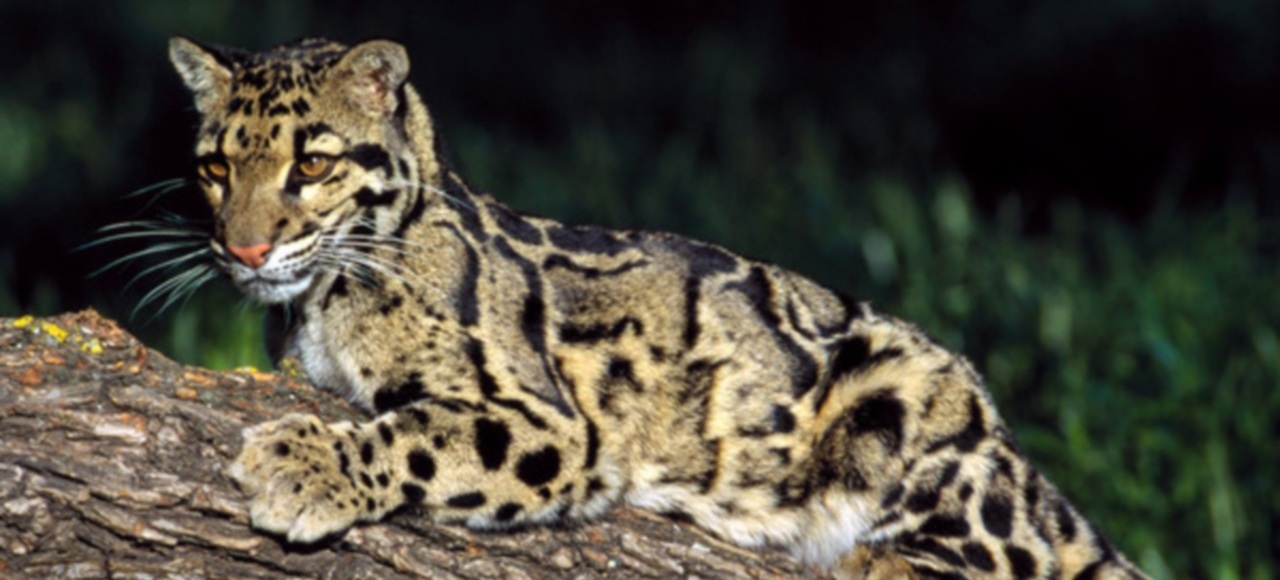 Leopardo nebuloso