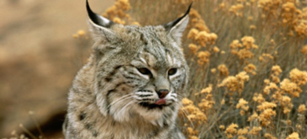 Lince rojo