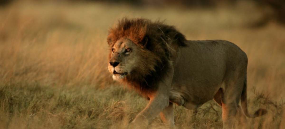 León africano