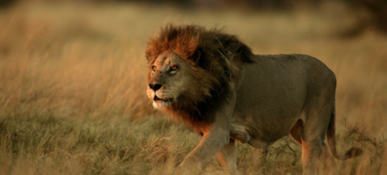 León africano