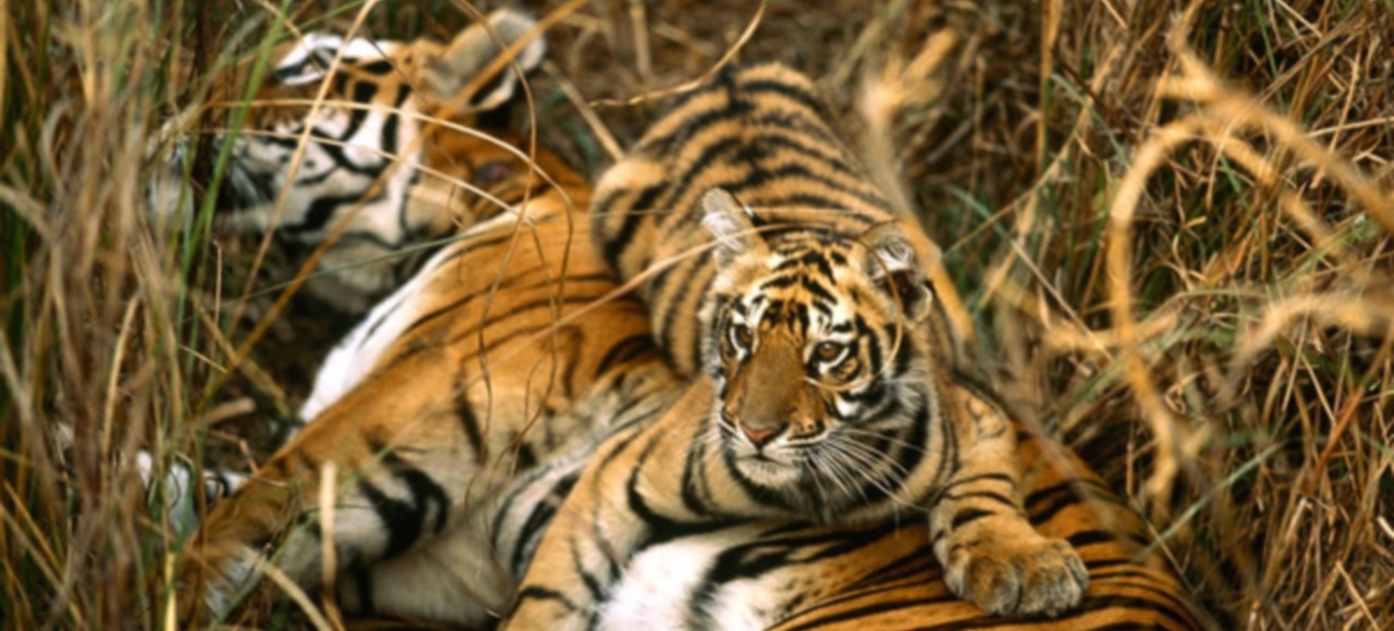 Tigres de bengala