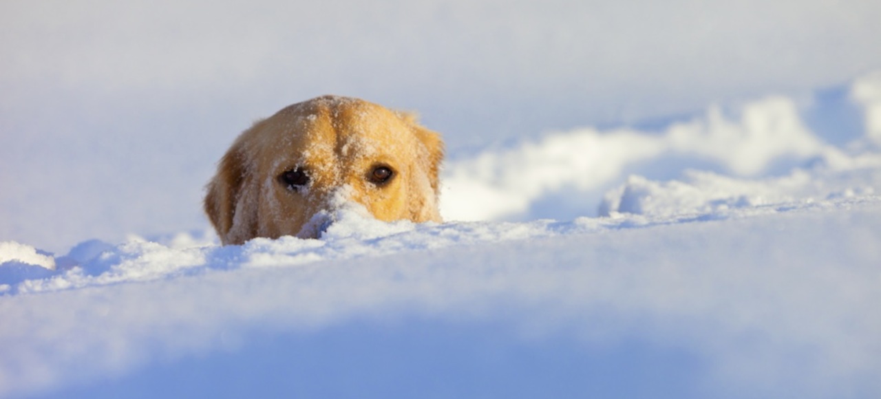 Escondido en la nieve