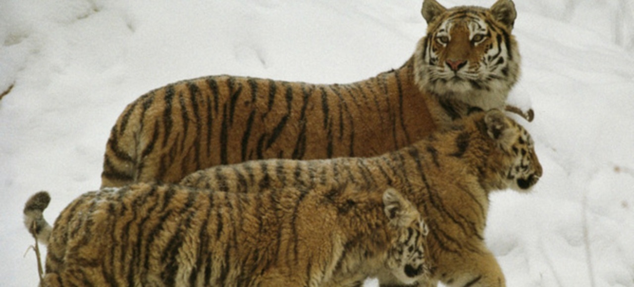 Tigres siberianos