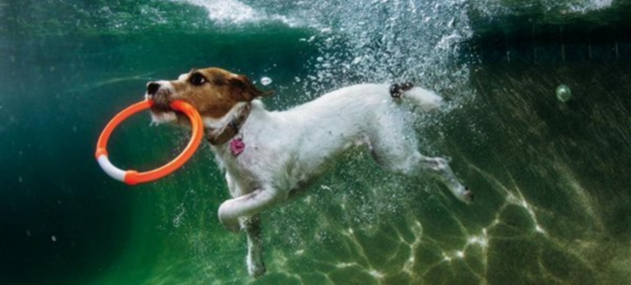 ¡Al agua patos!