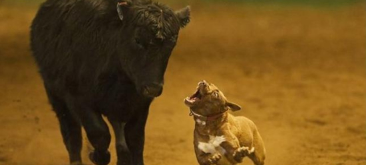 El perro vaquero
