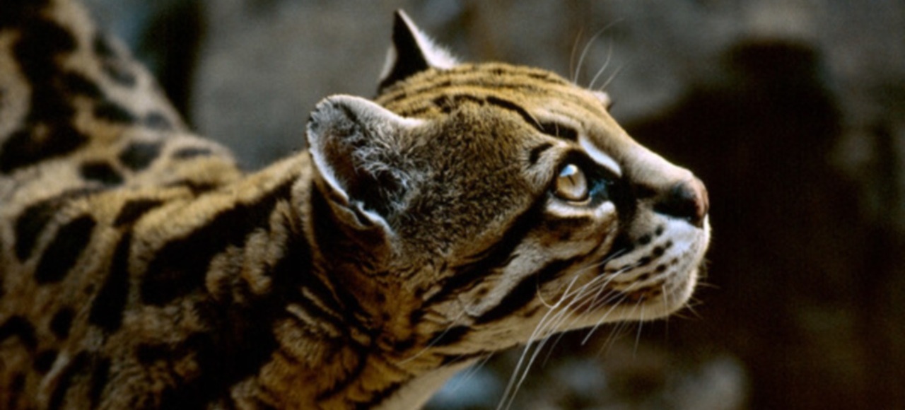 Ocelote