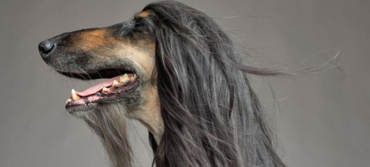 Melenas al viento