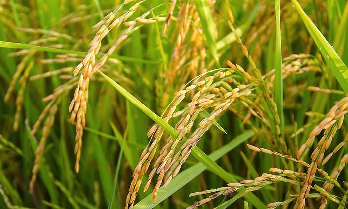 Cultivo-de-Arroz.jpg