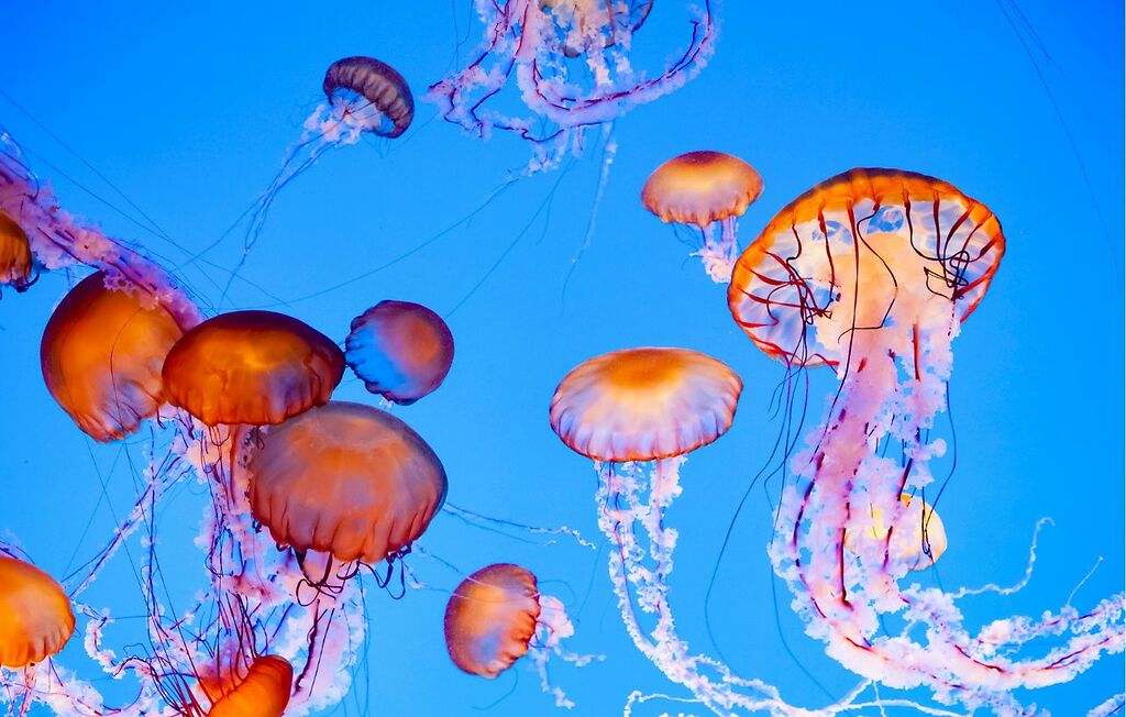Ni medusa común ni carabela portuguesa: esta es la especie más peligrosa de las playas españolas