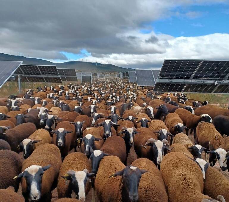 agrovoltaica-soria