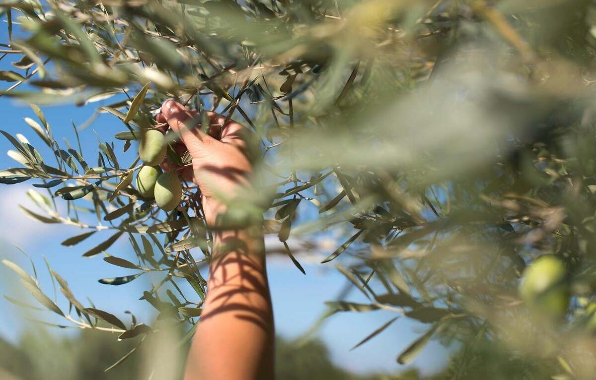 Este árbol frutal mediterráneo tan común en todos los jardines es un completo imán de serpientes: este es el motivo
