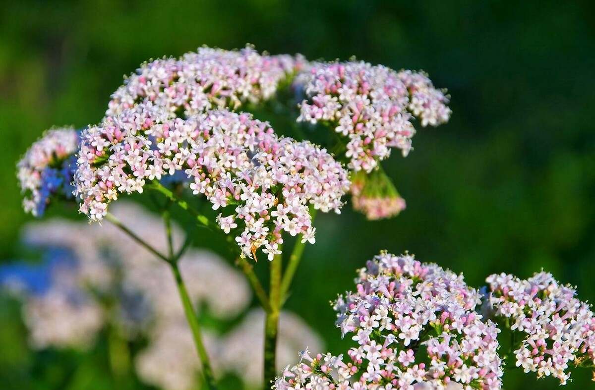 La planta que te ayudará a dormir mejor y que es muy fácil de sembrar en macetas o en el jardín