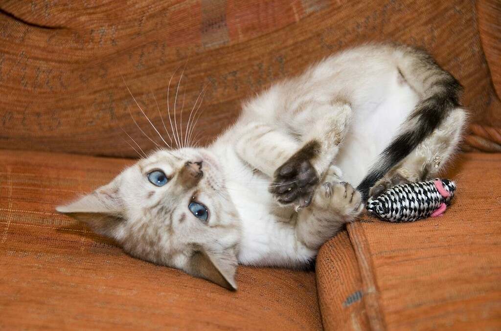 Estos son los juguetes más recomendados para evitar que tu gato se estrese en casa