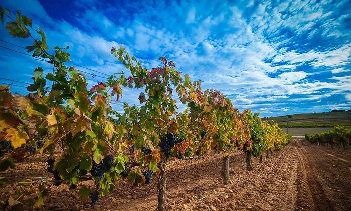 VinedosRiberaDuero.jpg