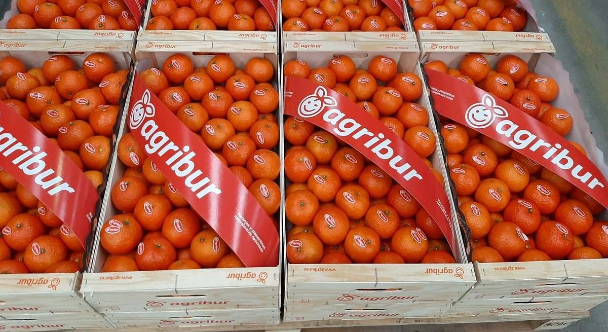 El preconcurso de Agribur amarga la campaña citrícola en Castellón: impagos a agricultores y 30 millones de deuda