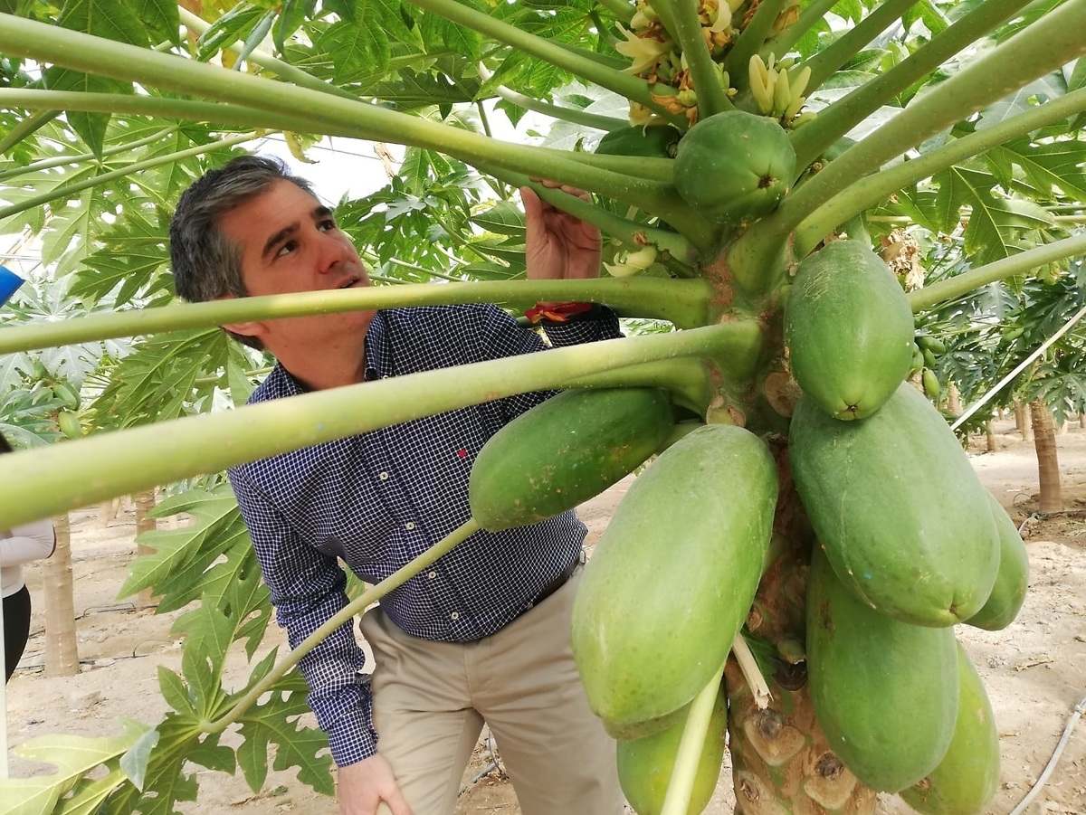 No todo se centra en el sistema digestivo