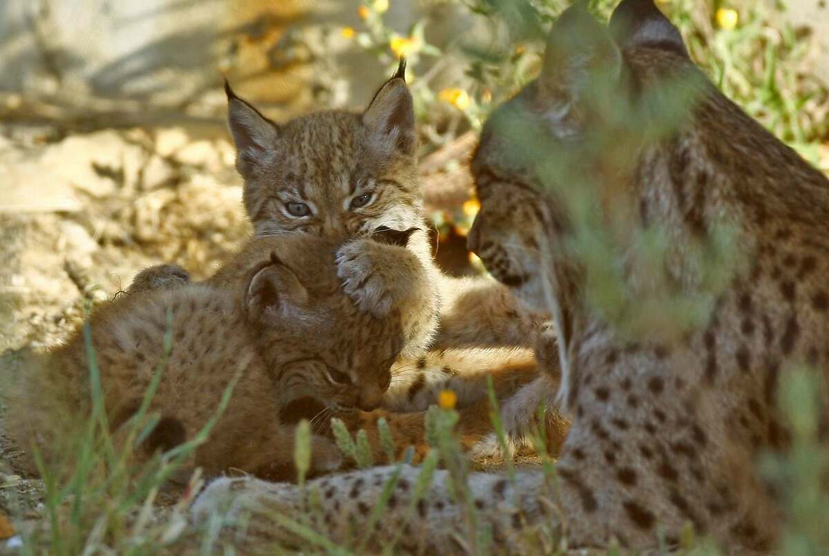 Lince Ibérico