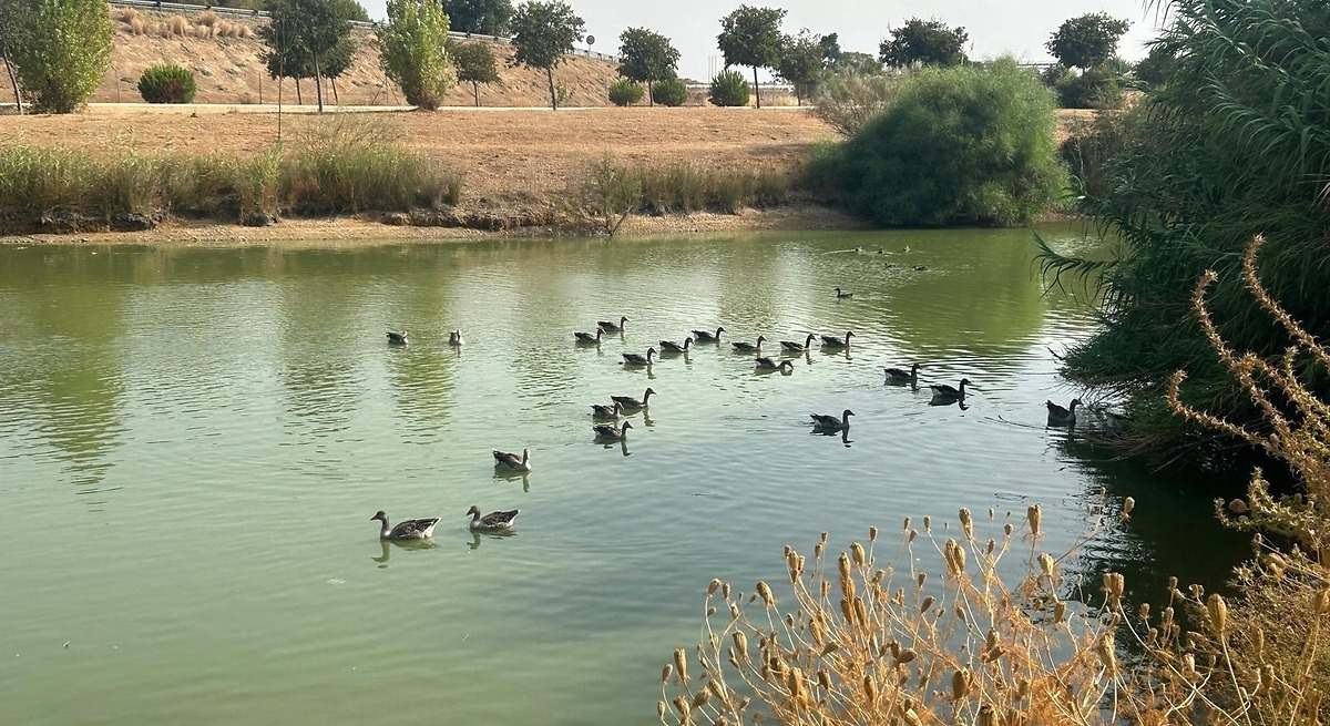 Qué es la gripe aviar y cómo afecta en humanos: confirmado un nuevo foco que amenaza a la biodiversidad del Parque Nacional de Doñana