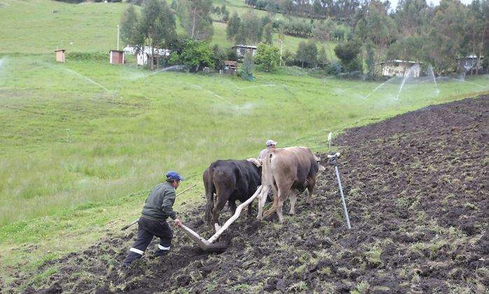 ganado
