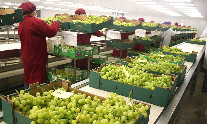 uvas