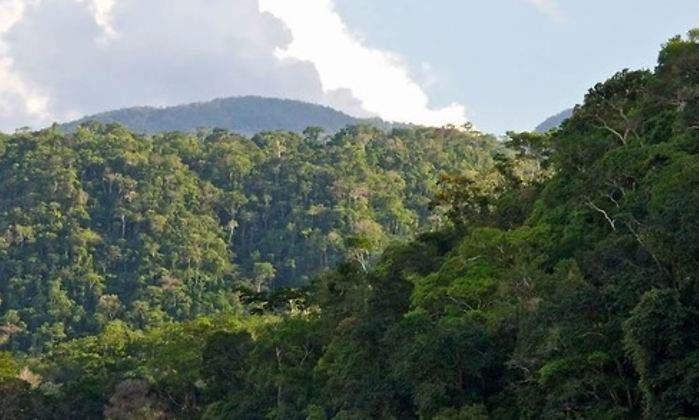 bosque