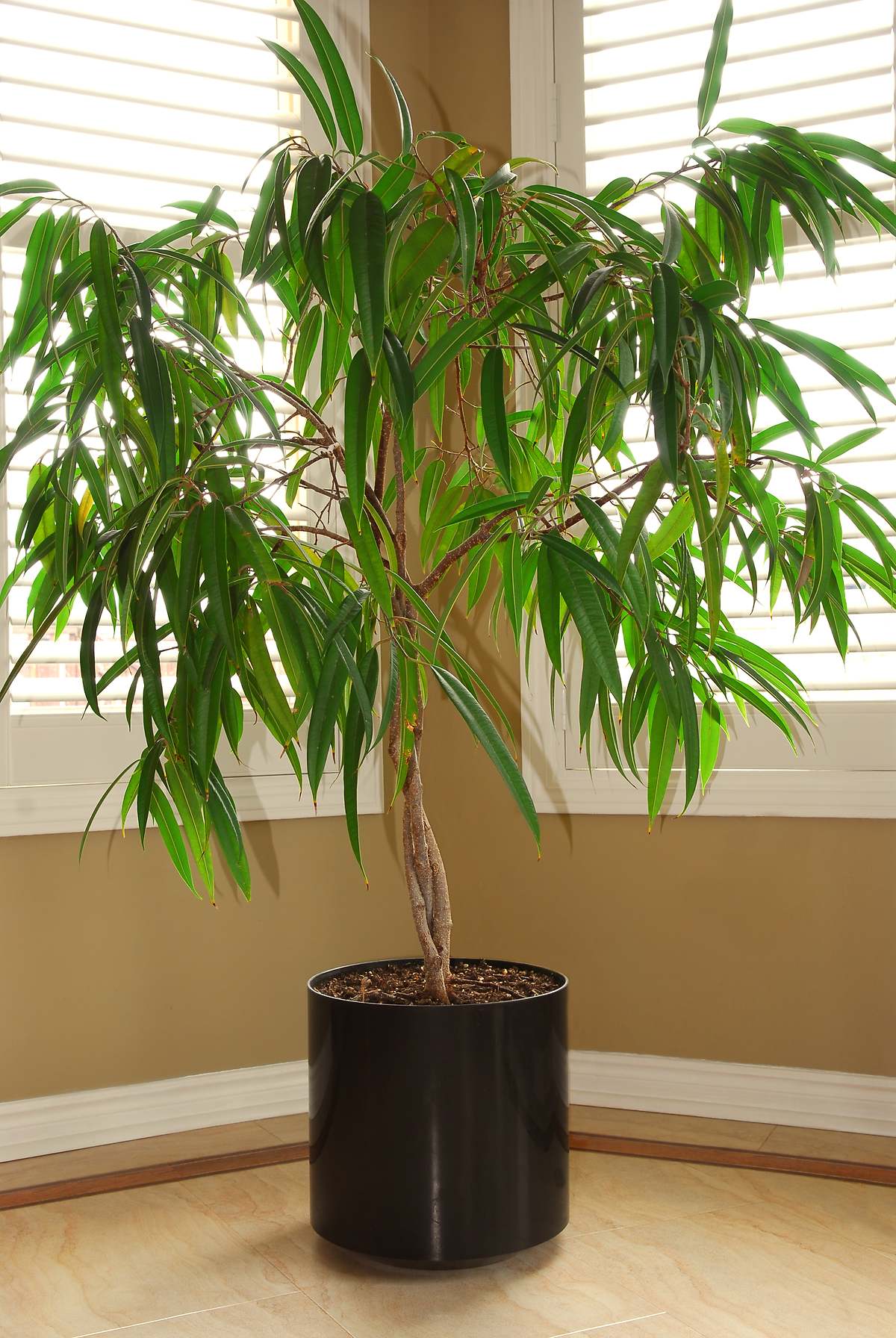 Abono y poda del ficus