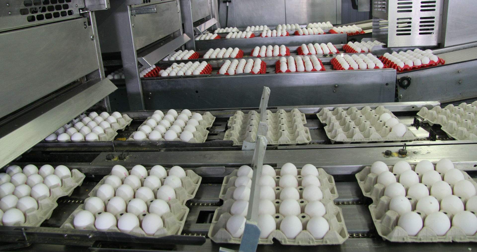 Fábrica de huevos en una planta de Sevilla. Efeagro