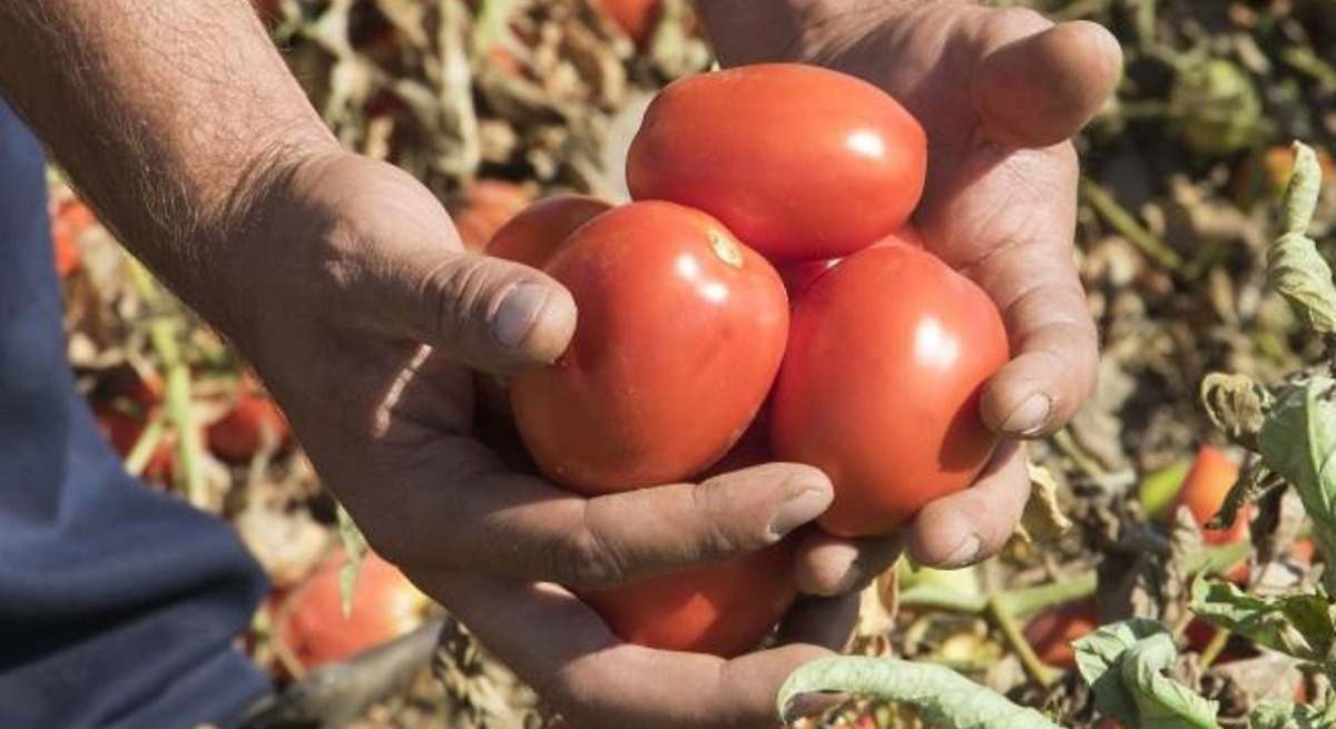 Los productores de tomate en Extremadura perderán unos 72,52 millones de euros en esta campaña, según La Unión