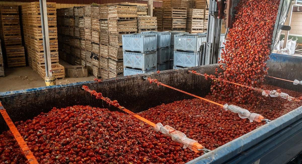 El verdadero origen de los tomates que se lanzan en la Tomatina de Buñol (Valencia): "Este año, proviene de Extremadura"
