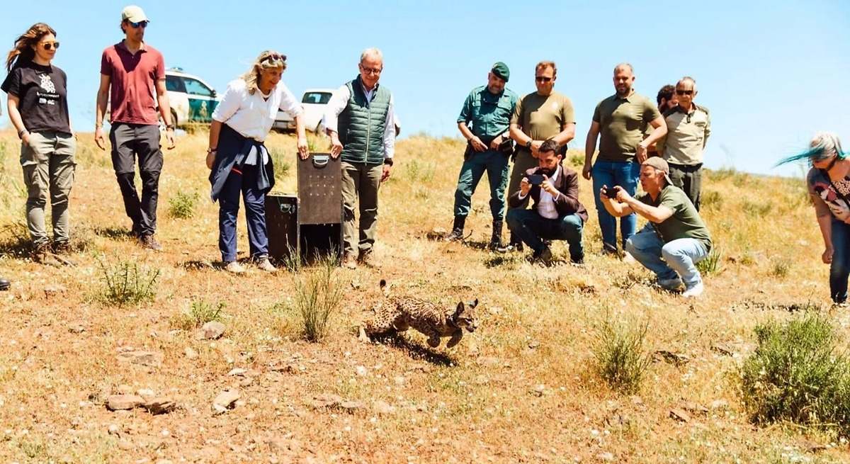Vírgula, hembra de lince que encendió la luz en la Sierra de Matachel en pleno apagón mientras España se fundía a negro