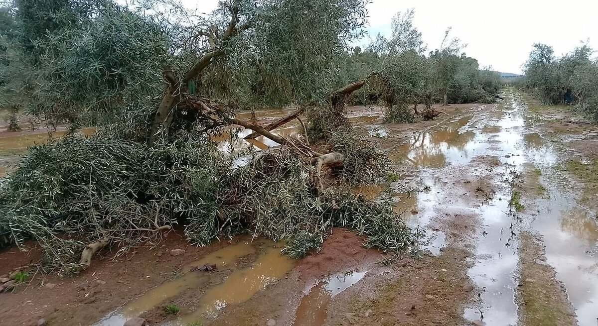 Extremaduran farmers ask for the catastrophic zone statement for “severely” areas affected by the rains