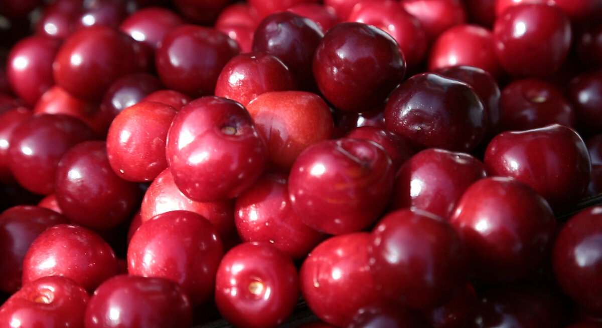 La Denominación de Origen Cereza del Jerte certificará esta temporada 3.000 toneladas
