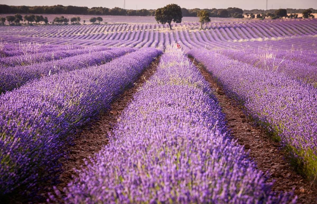 Un campo espectacular