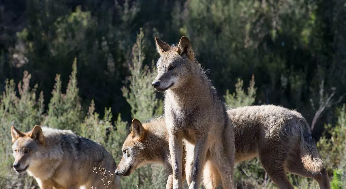 Galicia recurrirá los autos del TSXG que paralizan la caza del lobo