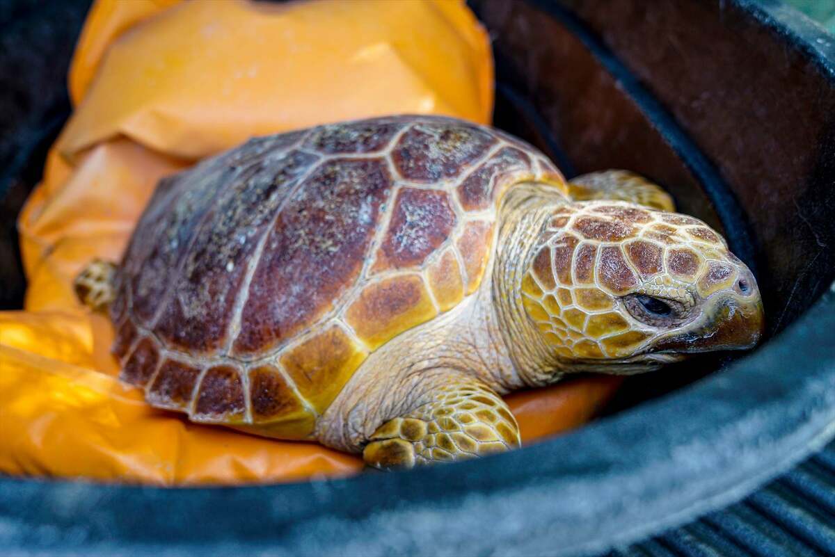 Tortuga boba