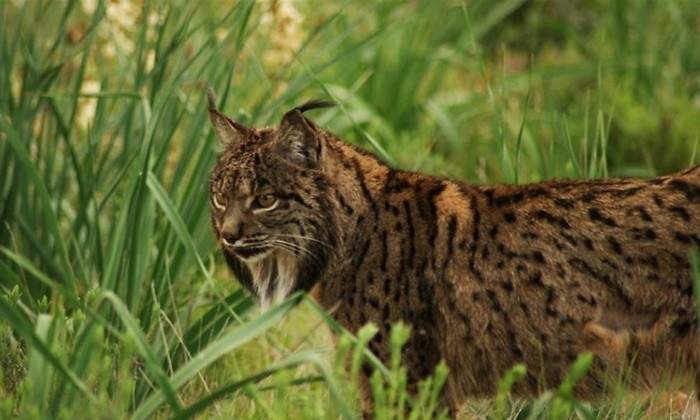 lince