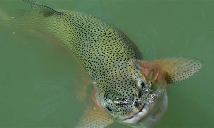 pesca