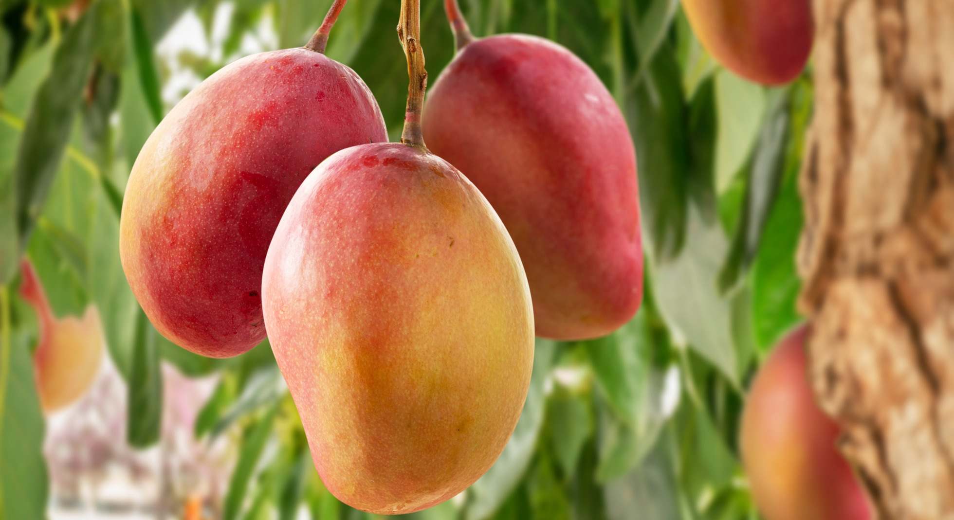 Mangos