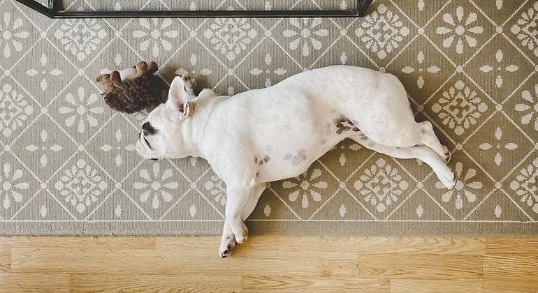 Perro durmiendo de lado