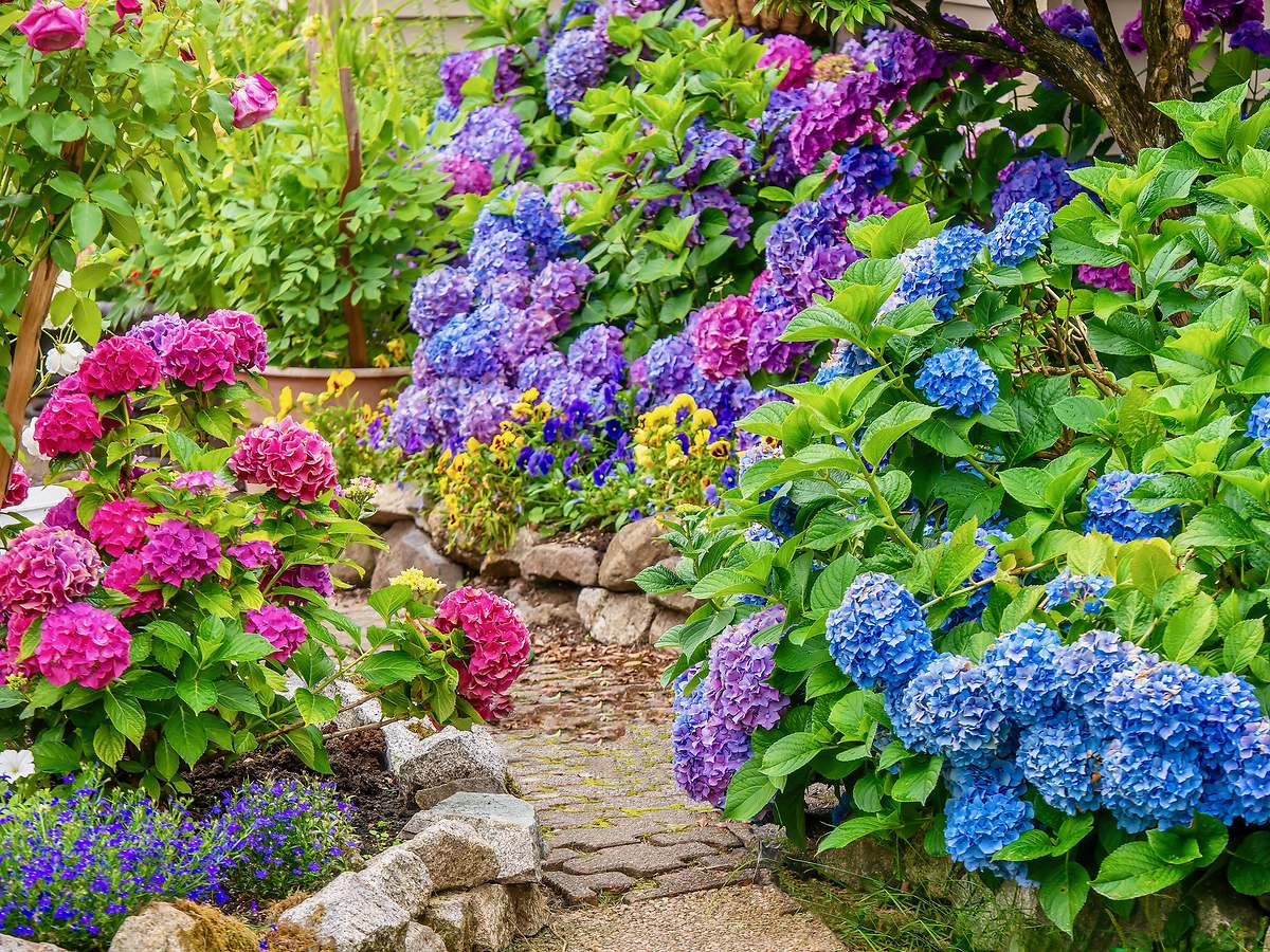 Cuándo trasplantar la hortensia