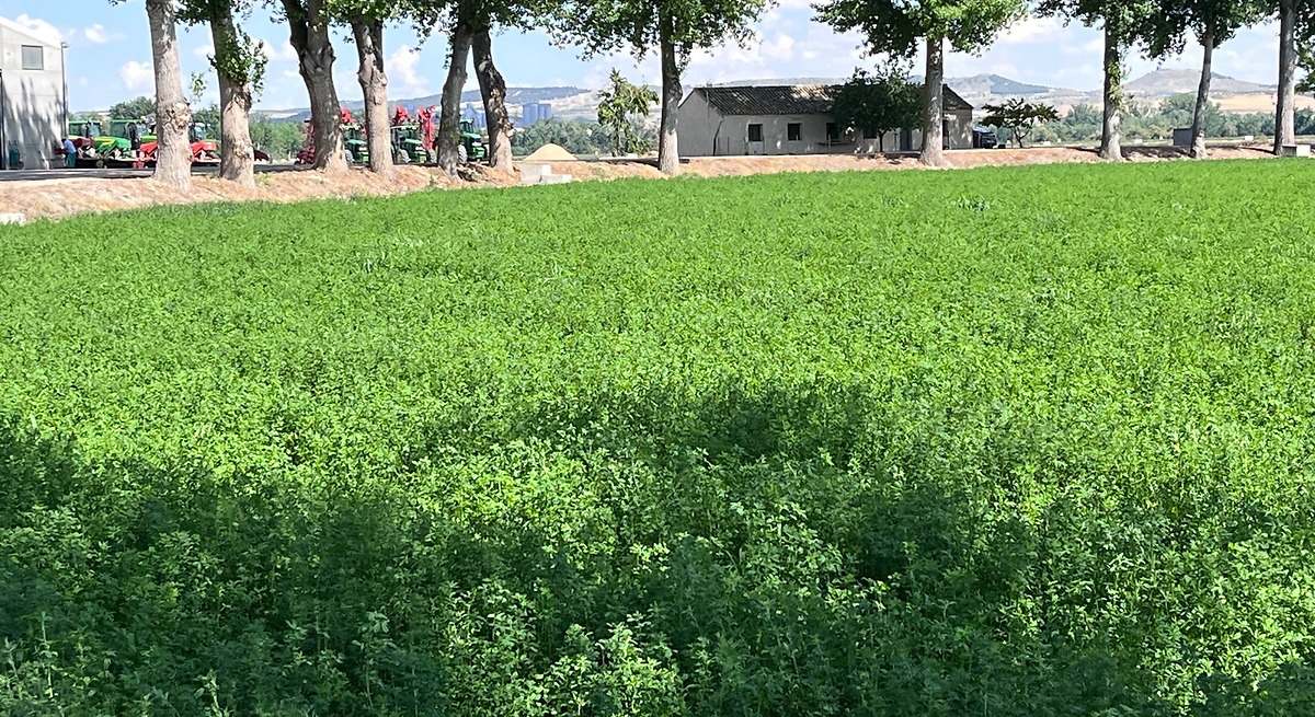 Los productores de forrajes deshidratados prevén una merma del 7% en la producción en la campaña 2025-2026